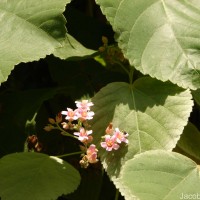 Melochia umbellata (Houtt.) Stapf